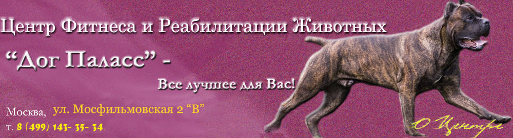 бассейн для собак, басеин собака, собака в бассеине, бассейн для животных москва, первый бассейн для животных, фитнес для собак в Москве